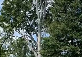 Tree Trimming